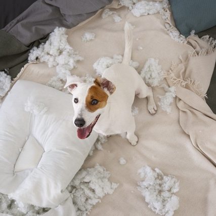 Naughty Dog Naughty Jack Russel after destroying cushion
