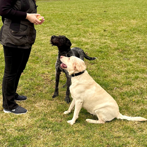 Adult Dogs Two adult dogs being trained