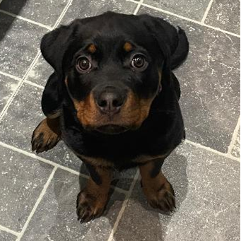 Rottweiler Pup Extremely curt Rottweiler pup