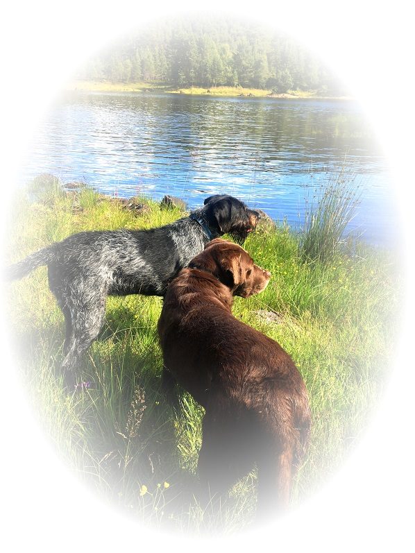 Gun Dogs by Loch German Wire-haired pointer and labrador by loch in Scotland